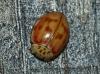 Harmonia quadripunctata
